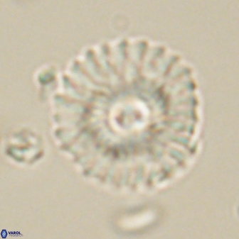 Mulleria tuzuniorum 62093