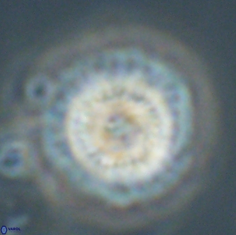 Mulleria tuzuniorum 62100