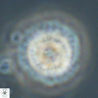 Mulleria tuzuniorum 62100