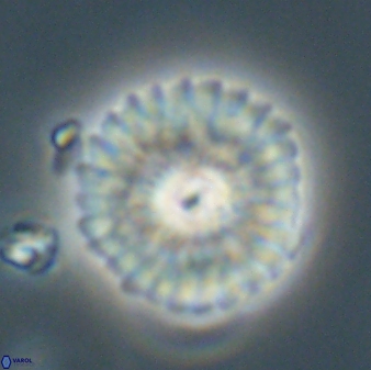 Mulleria tuzuniorum 62101