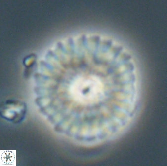 Mulleria tuzuniorum 62101