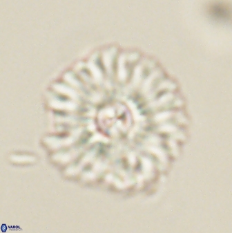 Mulleria tuzuniorum 62925