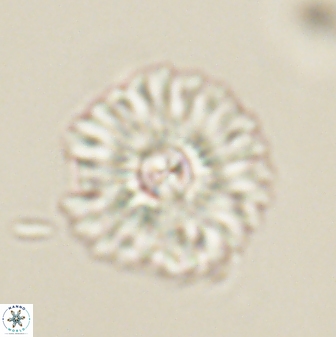 Mulleria tuzuniorum 62925