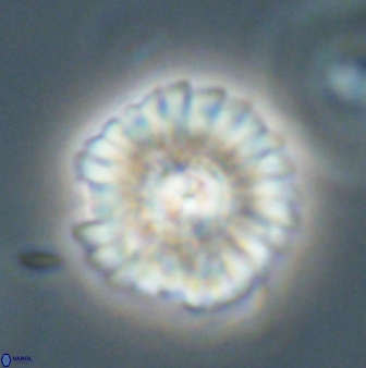 Mulleria tuzuniorum 62926