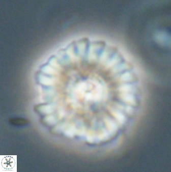 Mulleria tuzuniorum 62926