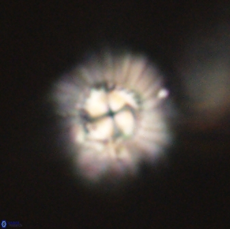 Mulleria tuzuniorum 62927