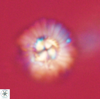 Carlamuelleria tuezueniorum 62927