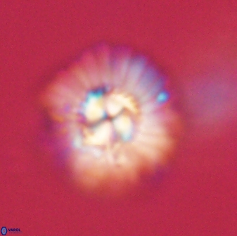 Mulleria tuzuniorum 62928