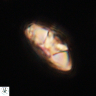 Mulleria tuzuniorum 62935
