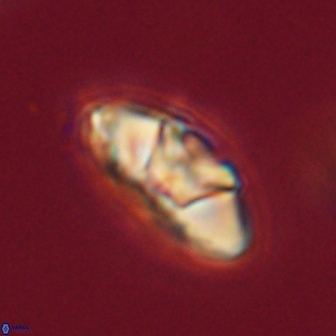 Mulleria tuzuniorum 62936