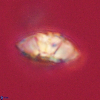 Mulleria tuzuniorum 62938