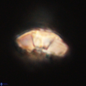 Mulleria tuzuniorum 62939