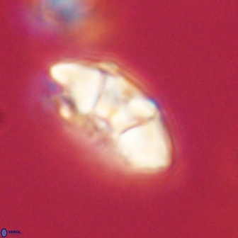 Mulleria tuzuniorum 62931