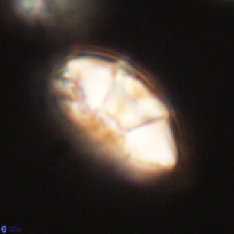 Mulleria tuzuniorum 62933