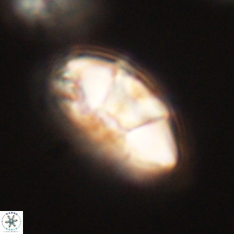 Mulleria tuzuniorum 62933