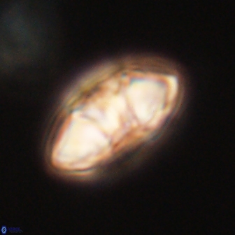 Mulleria tuzuniorum 62944