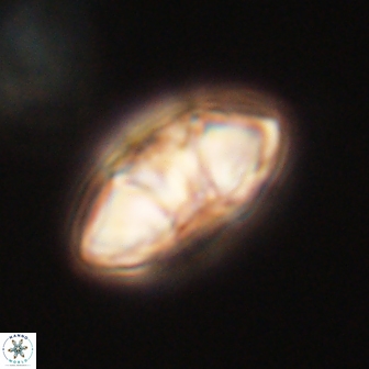 Mulleria tuzuniorum 62944