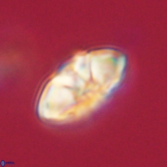 Mulleria tuzuniorum 62945