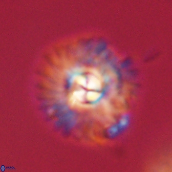 Mulleria tuzuniorum 62946