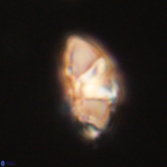 Mulleria tuzuniorum 62948