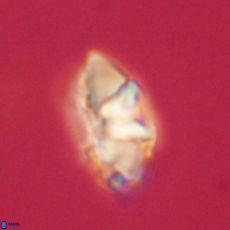 Mulleria tuzuniorum 62949