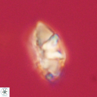Mulleria tuzuniorum 62949