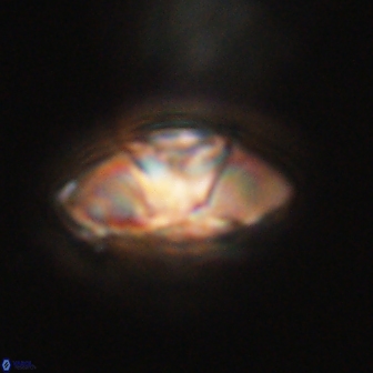 Mulleria tuzuniorum 62940