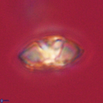 Mulleria tuzuniorum 62941