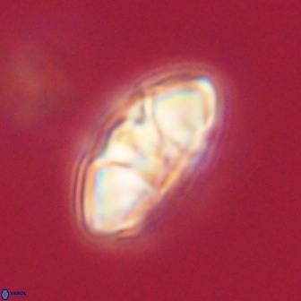 Mulleria tuzuniorum 62942