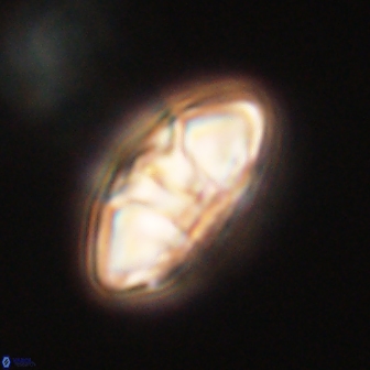 Mulleria tuzuniorum 62943