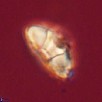 Mulleria tuzuniorum 62954