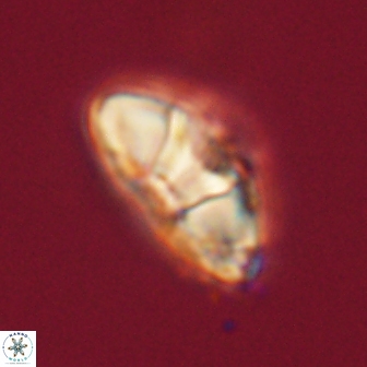 Mulleria tuzuniorum 62954