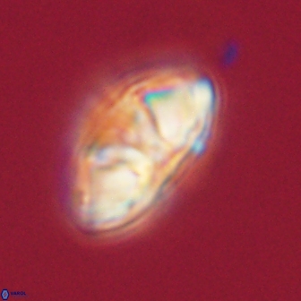 Mulleria tuzuniorum 62957