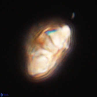 Mulleria tuzuniorum 62959