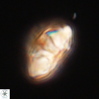 Mulleria tuzuniorum 62959
