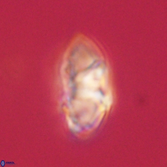 Mulleria tuzuniorum 62950