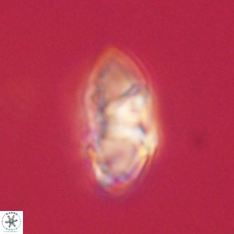 Mulleria tuzuniorum 62950