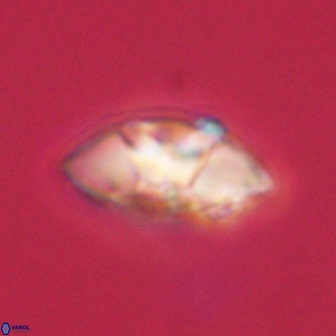 Mulleria tuzuniorum 62951