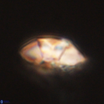 Mulleria tuzuniorum 62952