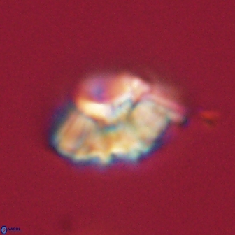 Mulleria tuzuniorum 62965