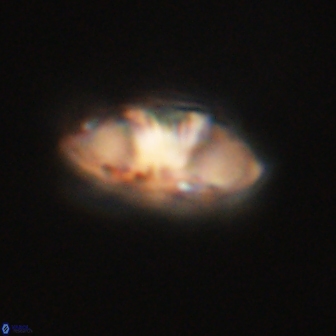 Mulleria tuzuniorum 62967