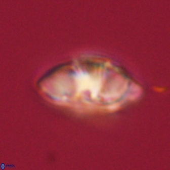 Mulleria tuzuniorum 62961