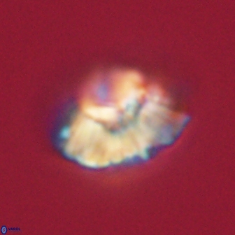 Mulleria tuzuniorum 62974