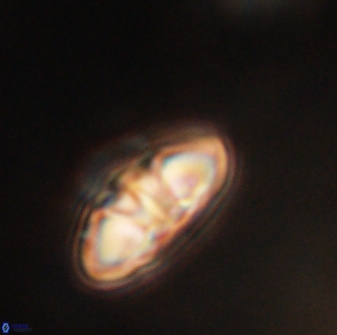 Mulleria tuzuniorum 62979