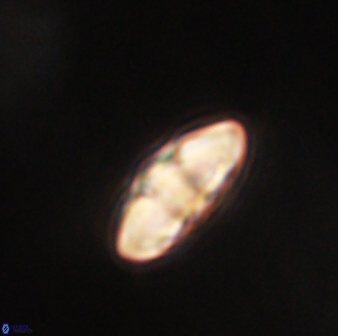 Mulleria tuzuniorum 62984