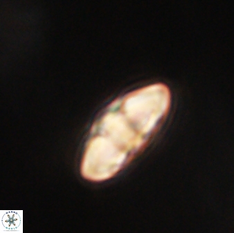 Mulleria tuzuniorum 62984