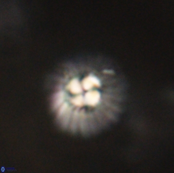 Mulleria tuzuniorum 62988