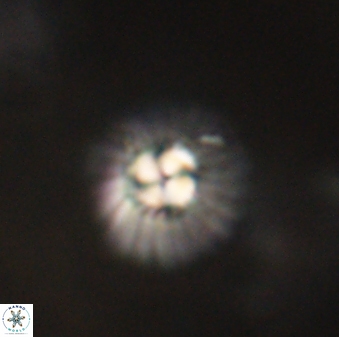 Mulleria tuzuniorum 62988