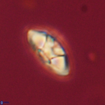 Mulleria tuzuniorum 62982