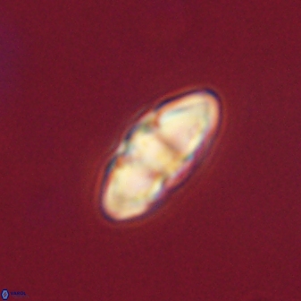 Mulleria tuzuniorum 62983